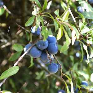 Sloe Season in Somerset