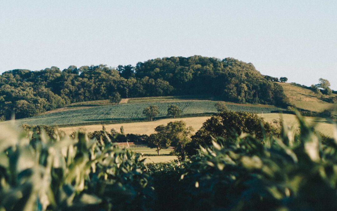 Finding Wellness in Nature